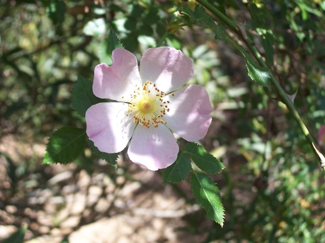 Rosa canina / Rosa selvatica comune